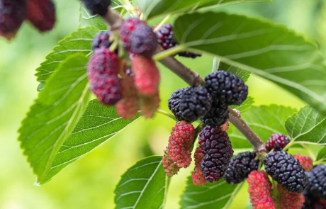 Mulberry Leaf Extract 4:1