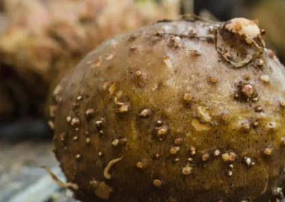 Konjac Glucomannan