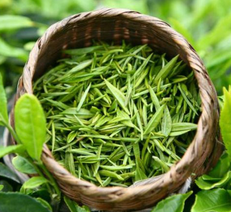 Green Tea Extract 50% EGCG